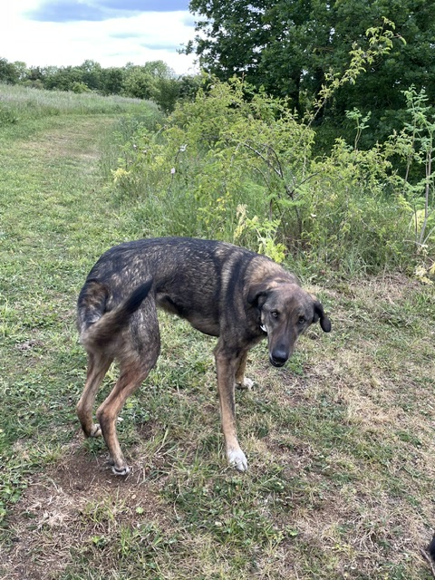 Lurcher-type dog on a grassy path