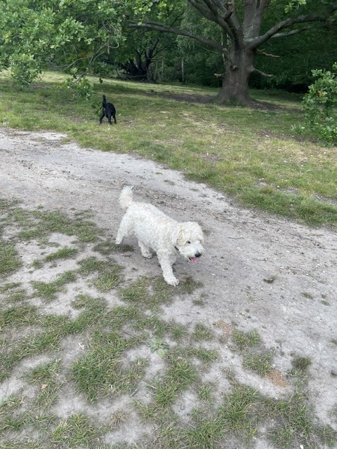 Cream cockapoo on a woodland path